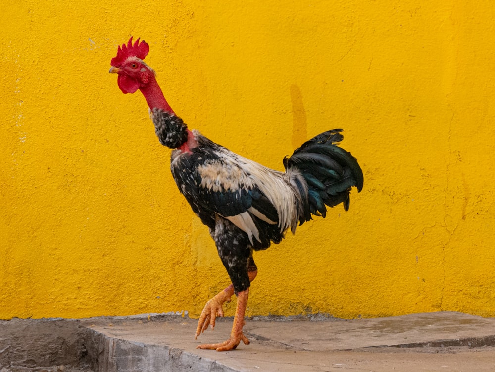 a black and white rooster standing in front of a yellow wall