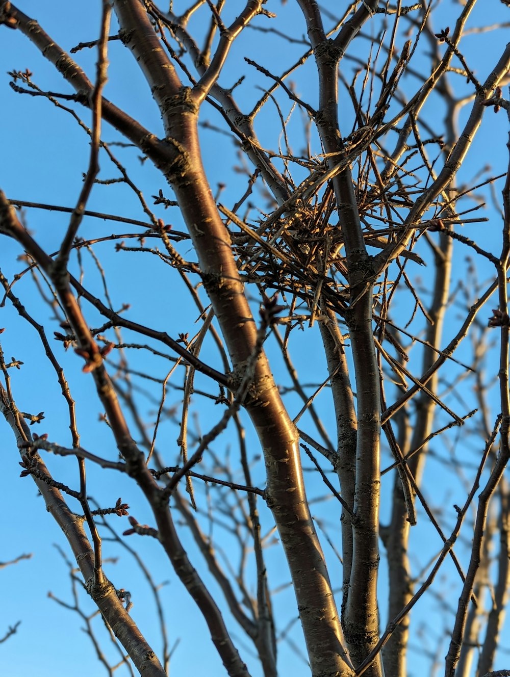 a bird's nest in a bare tree against a blue sky