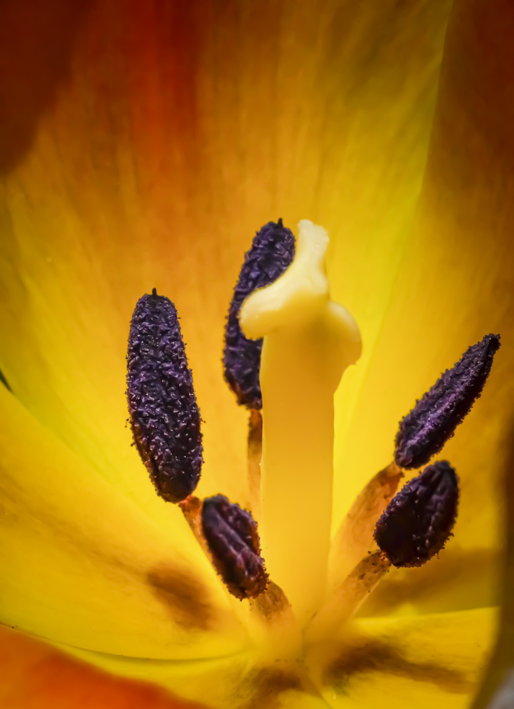 a close up of a yellow flower with purple stamen
