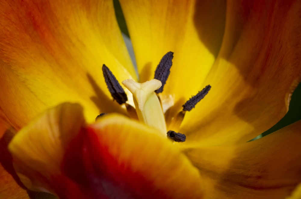 a close up of a yellow and red flower