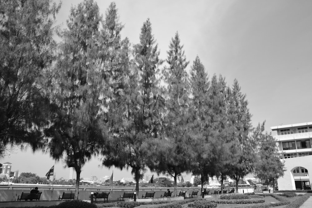 a black and white photo of a park with benches and trees