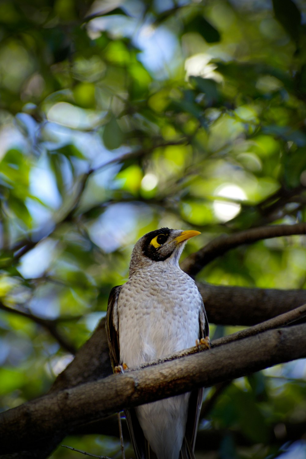 a bird sitting on a branch of a tree