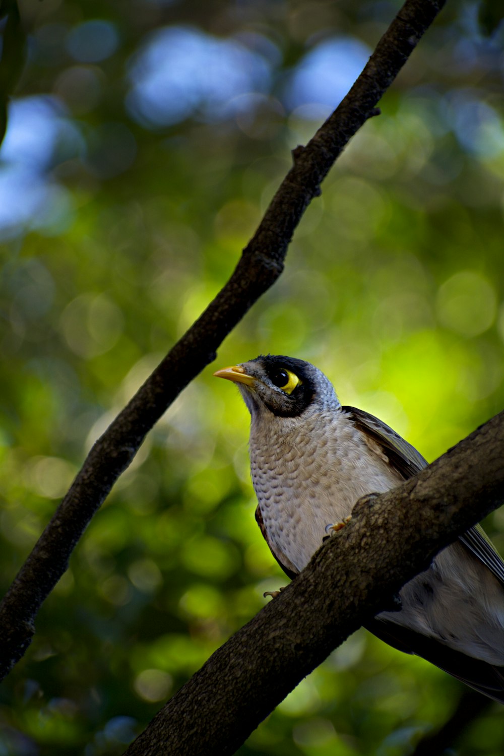 a bird sitting on a branch of a tree