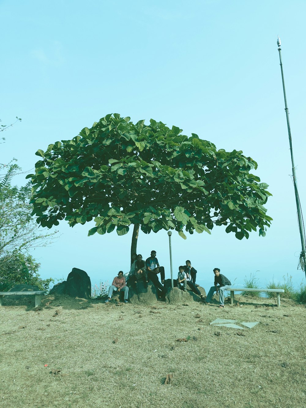 a group of people sitting under a large tree