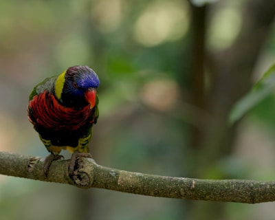 a colorful bird perched on a tree branch