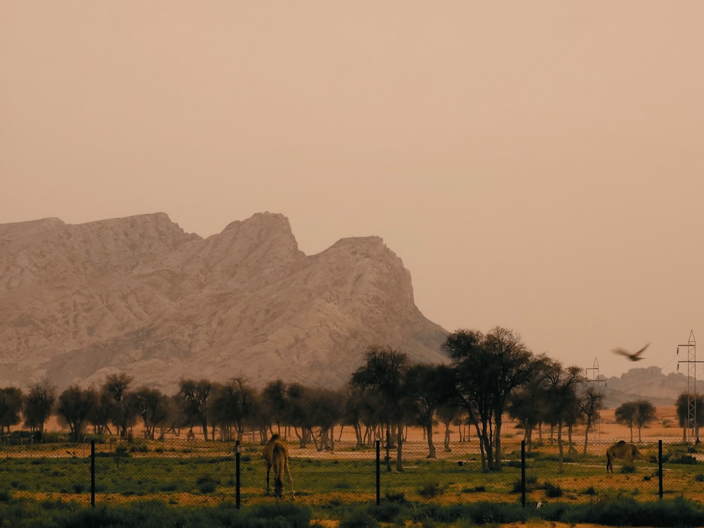 a giraffe standing in a field with a mountain in the background