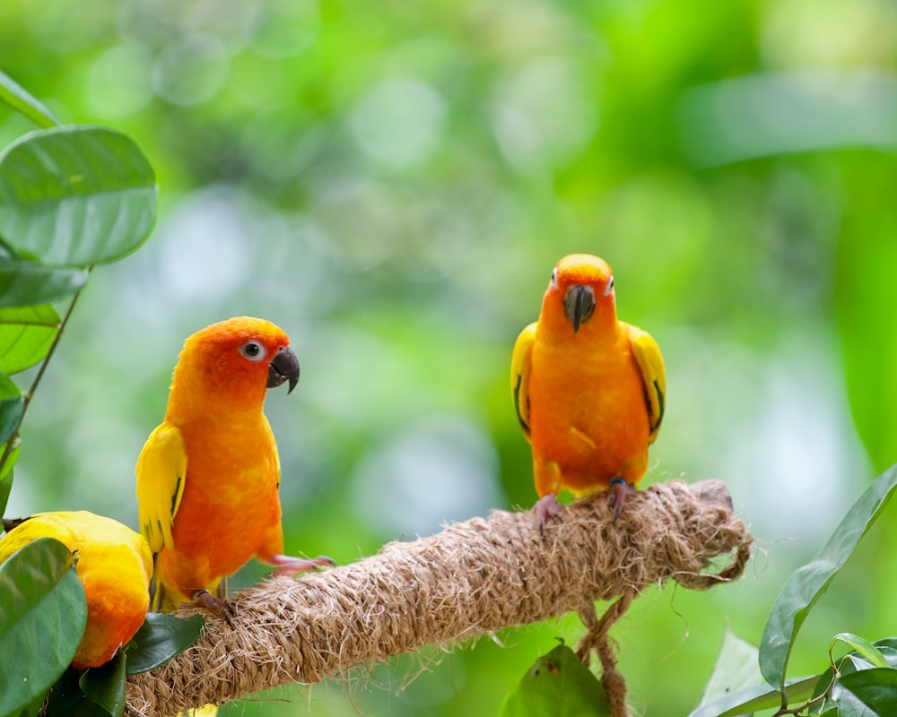 un couple d’oiseaux qui sont assis sur une branche