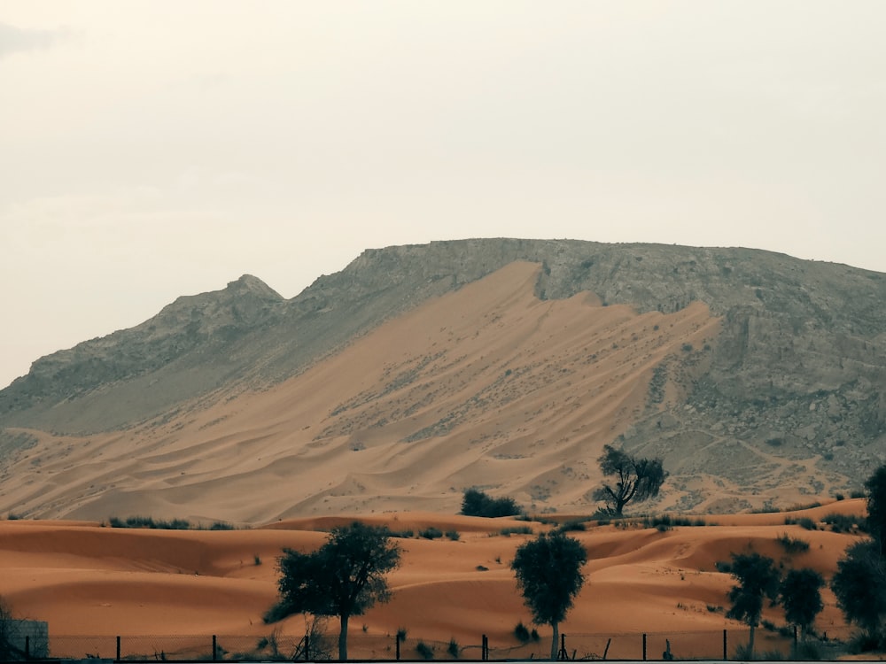 a large mountain in the distance with trees in the foreground