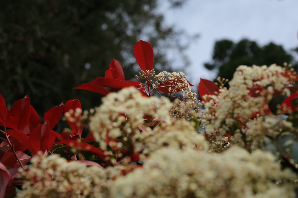 a close up of a bunch of white and red flowers