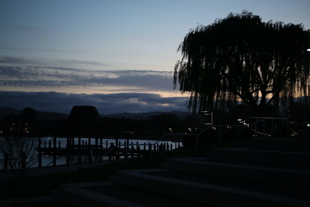 a large tree sitting next to a body of water