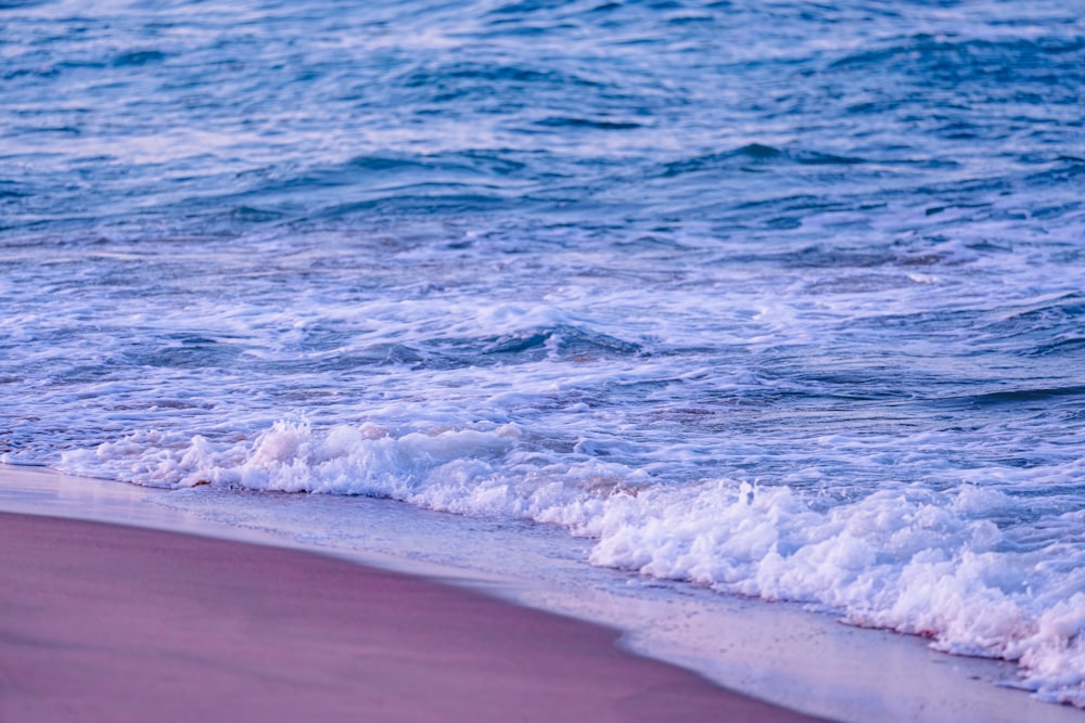 a bird standing on a beach next to the ocean