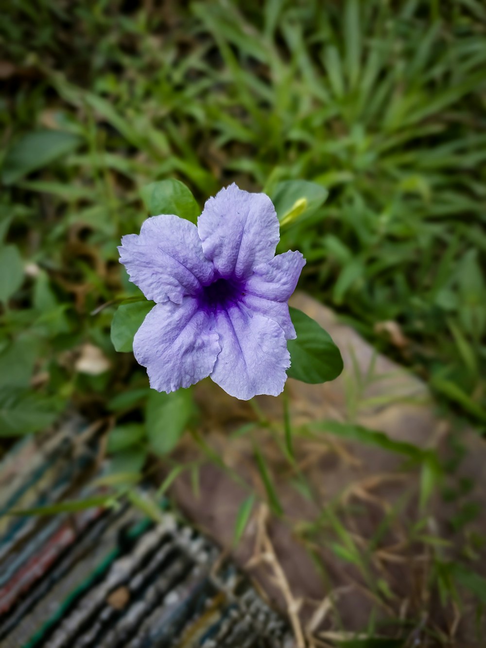 a purple flower sitting on top of a lush green field