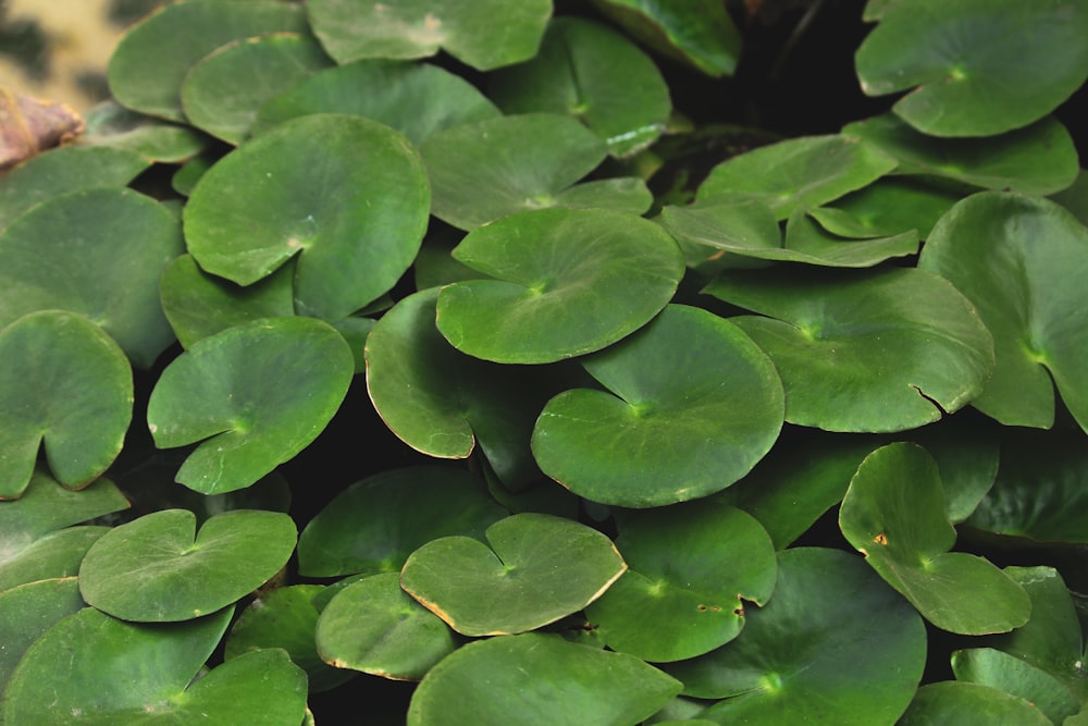 a close up of a bunch of green leaves