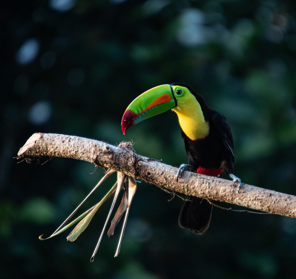 a colorful toucan perched on a tree branch