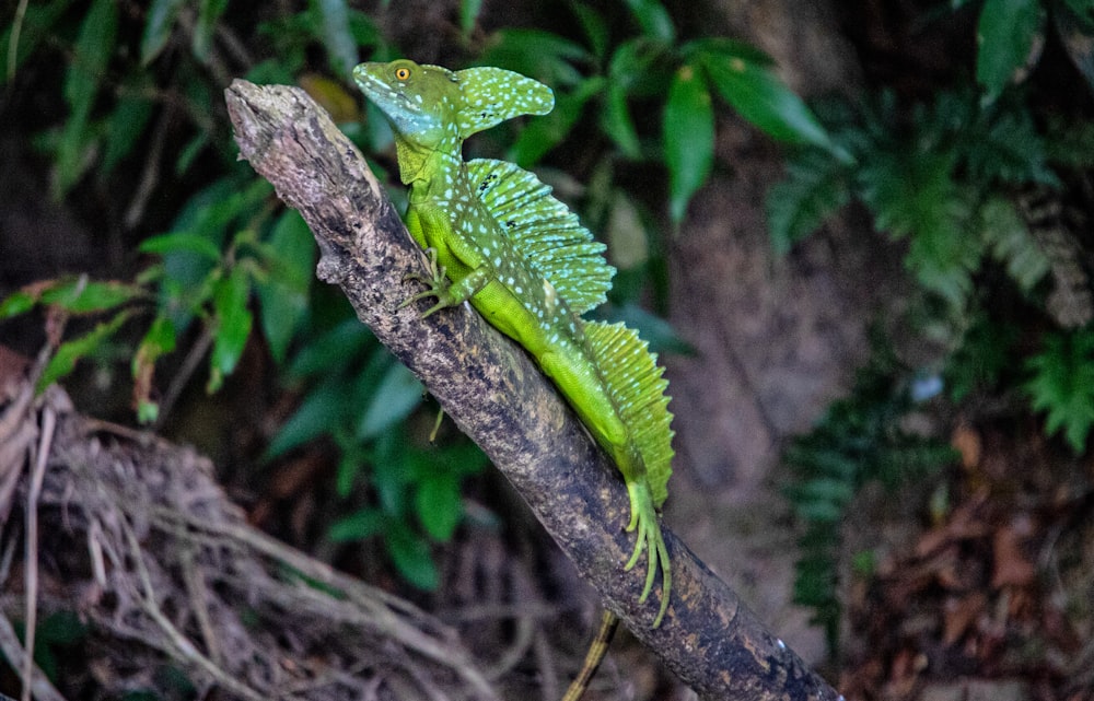 a green lizard sitting on top of a tree branch