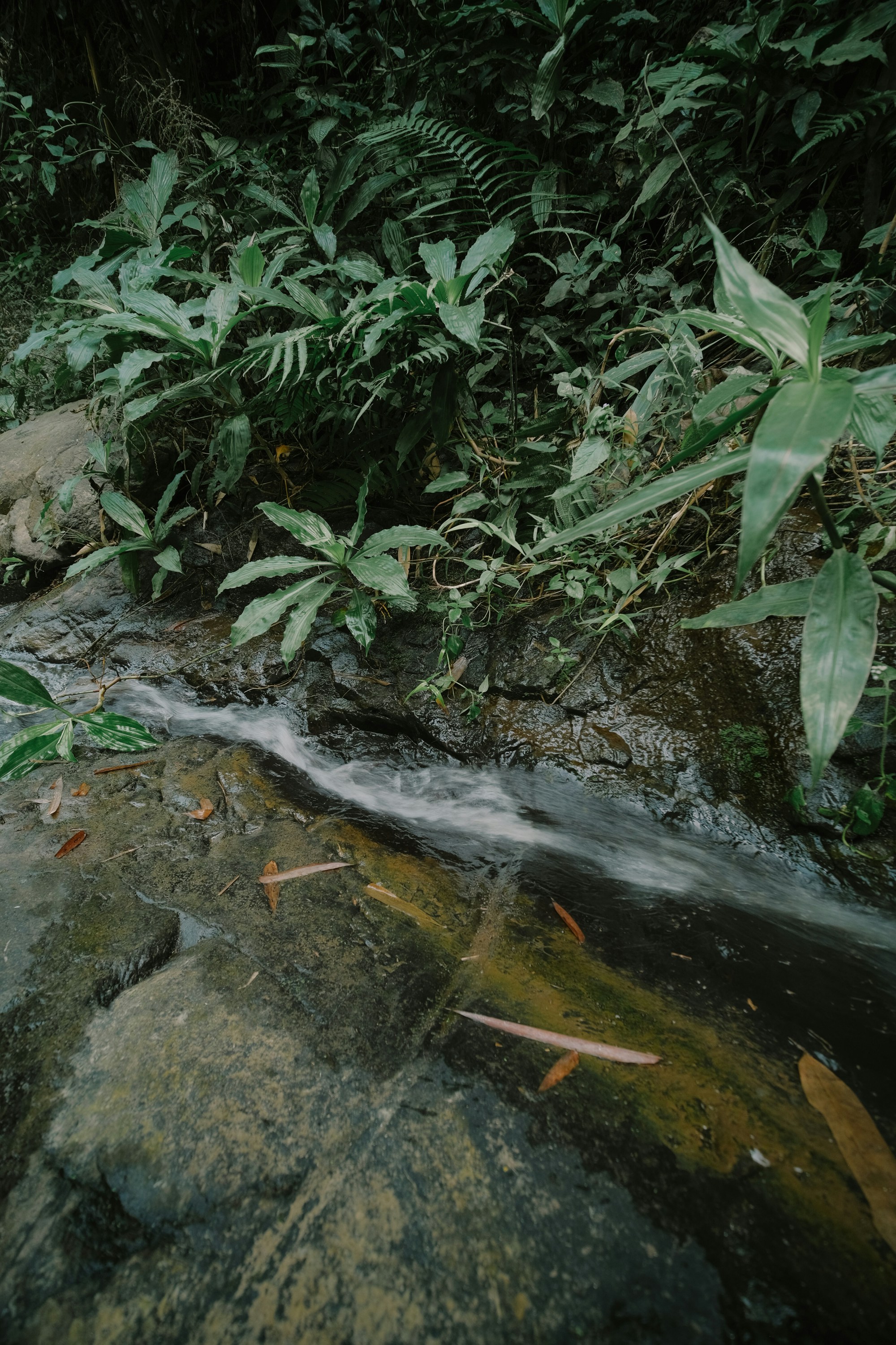 Photo by nguyentrungnguyen