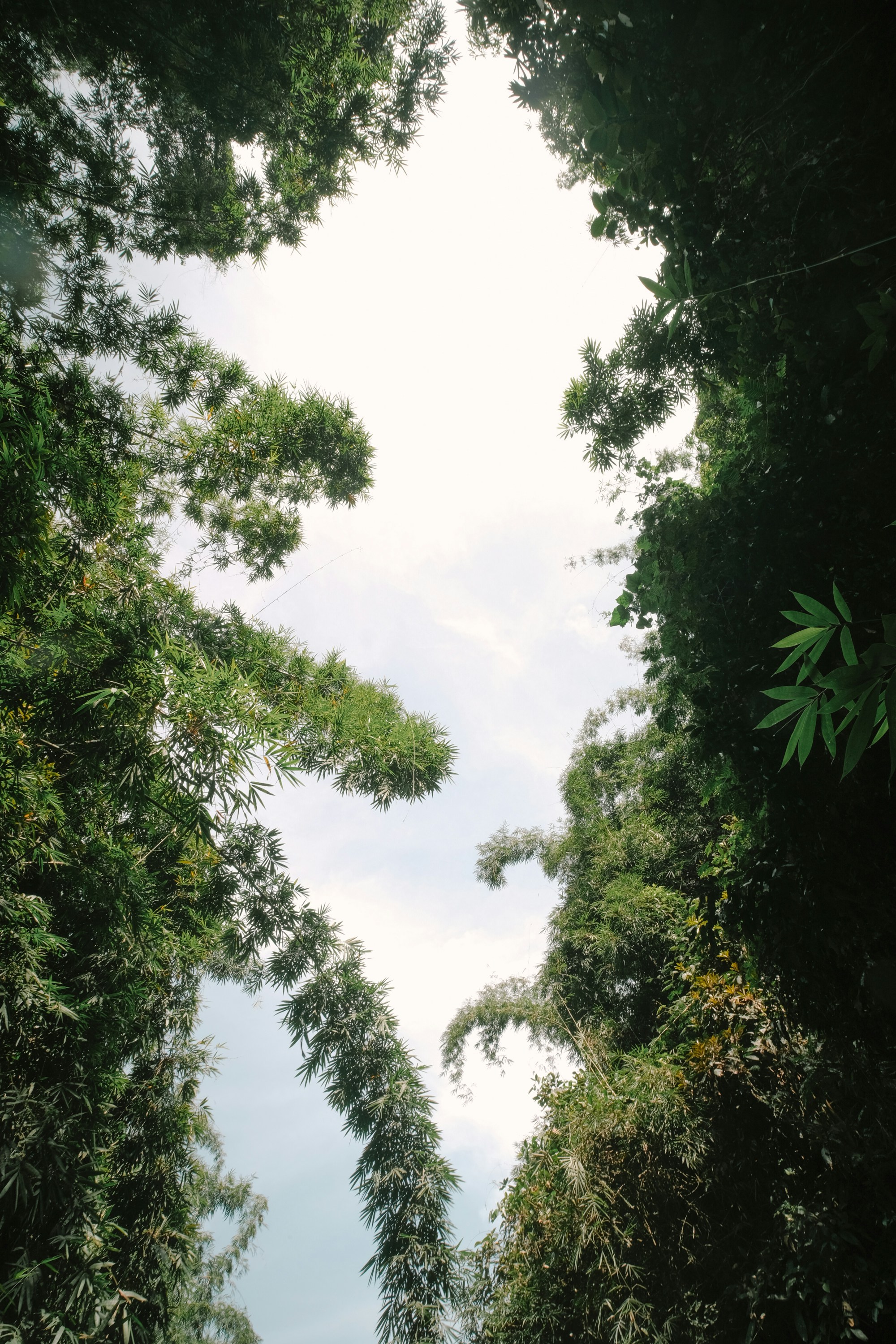 Photo by nguyentrungnguyen