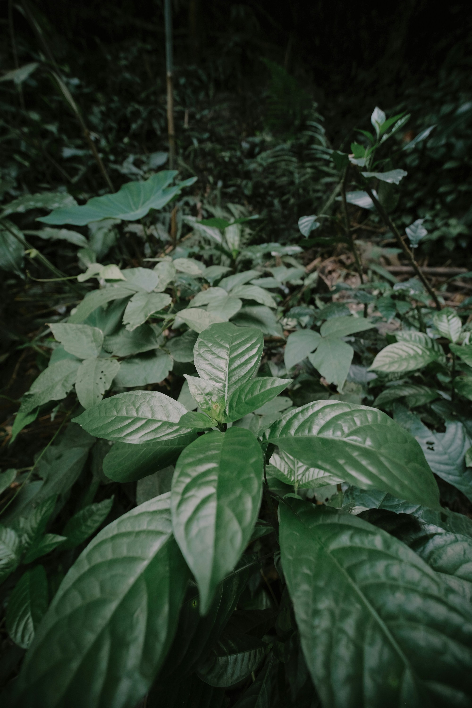 Photo by nguyentrungnguyen