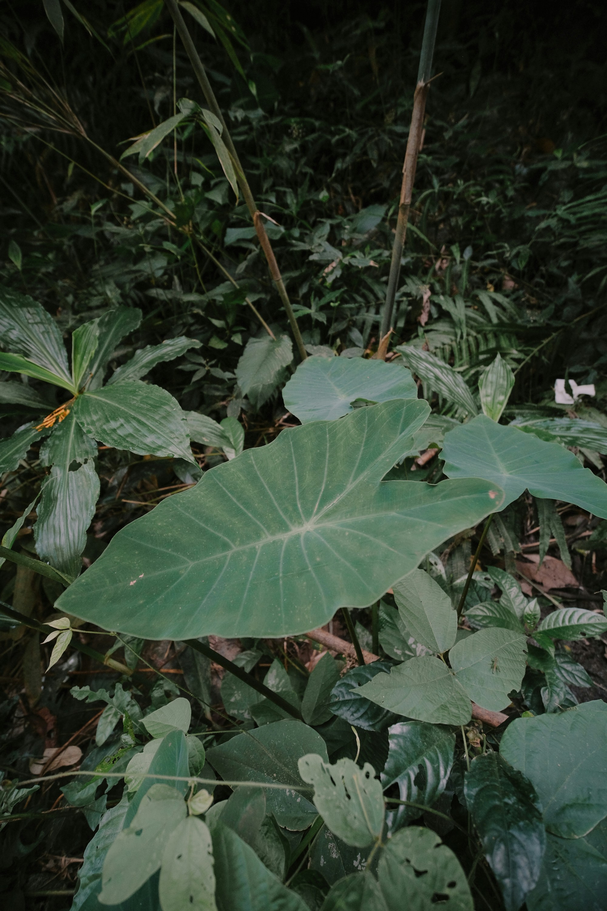 a large green leaf in the middle of a forest