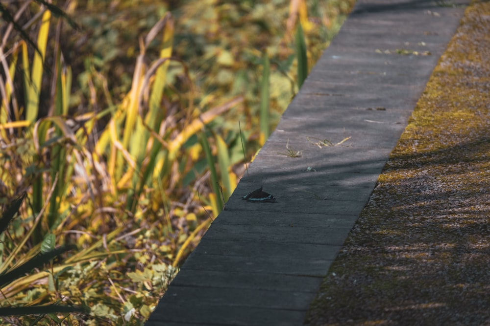a bird is sitting on the edge of a walkway