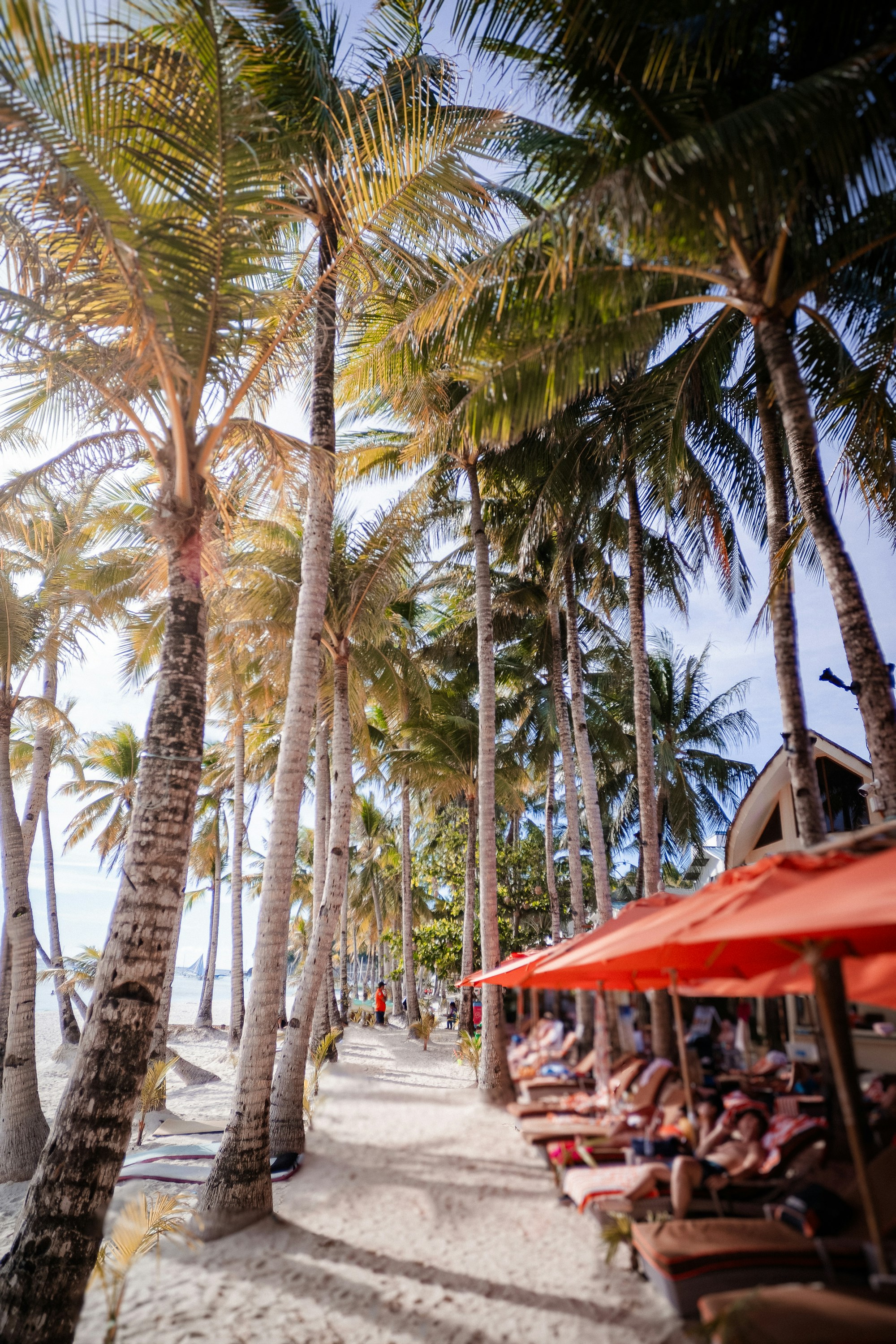 A white sand Philippine beach lined with palm trees and beach umbrellas at a beachfront resort