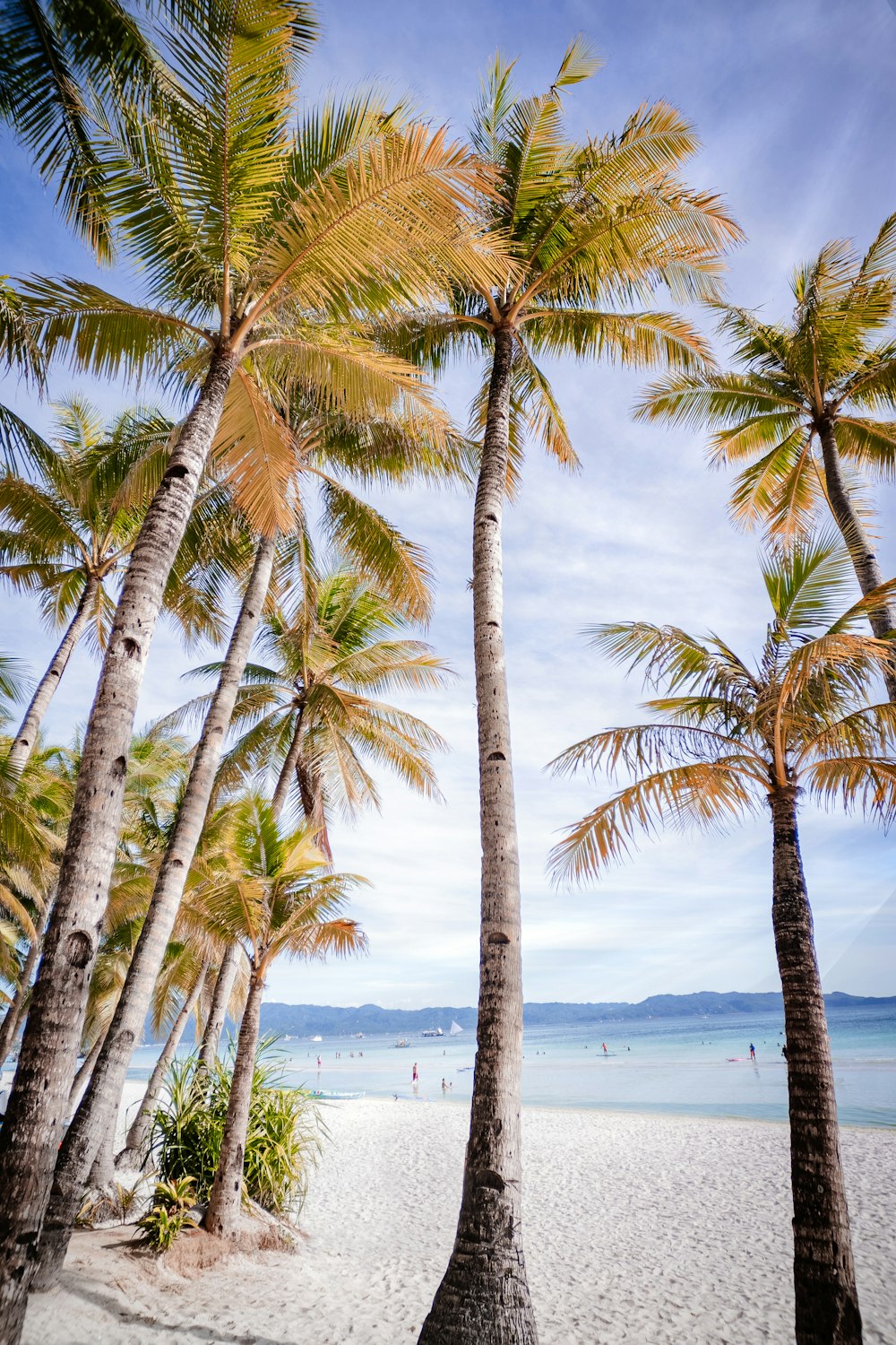 a beach with palm trees and people in the water