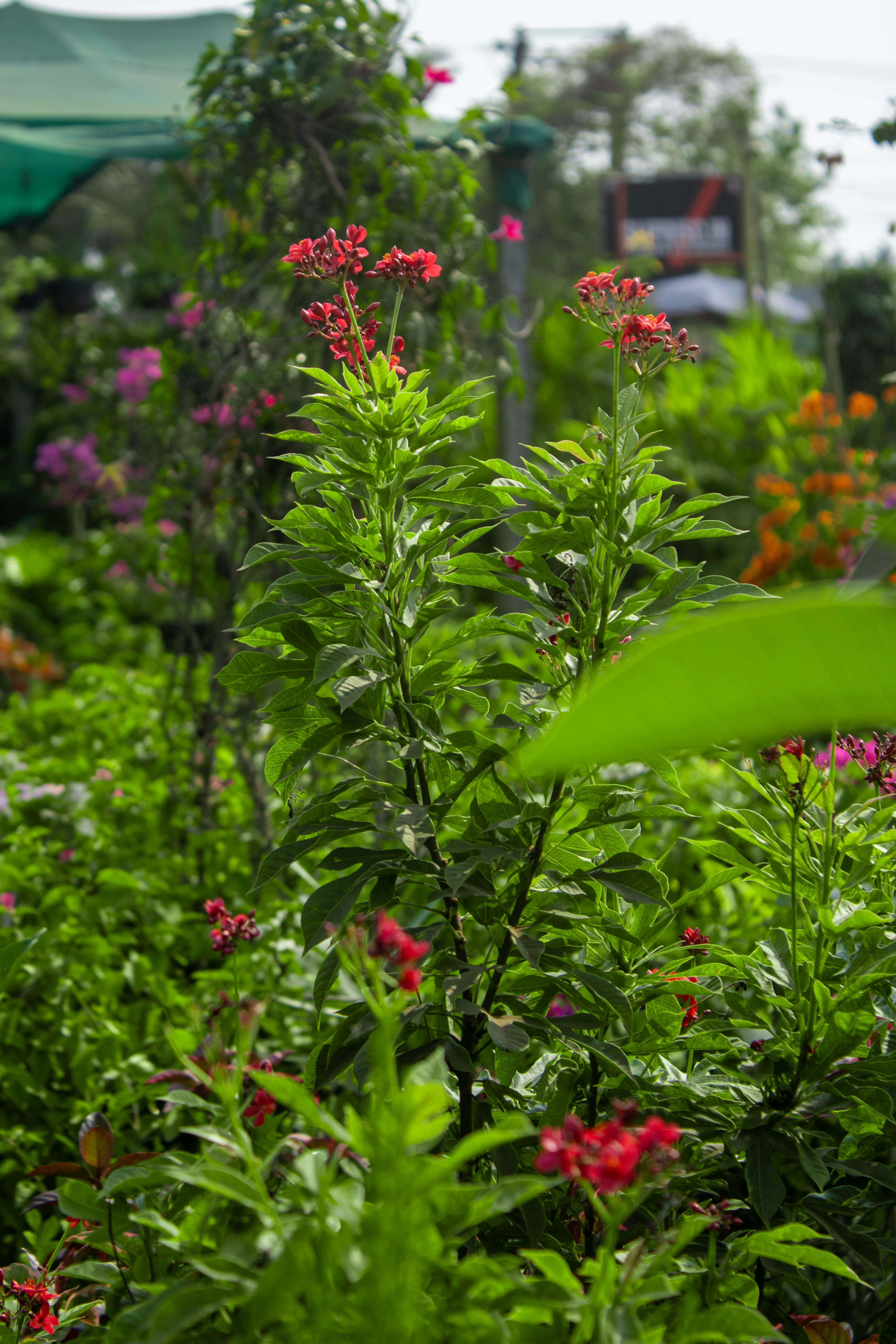 a bunch of flowers that are in the grass