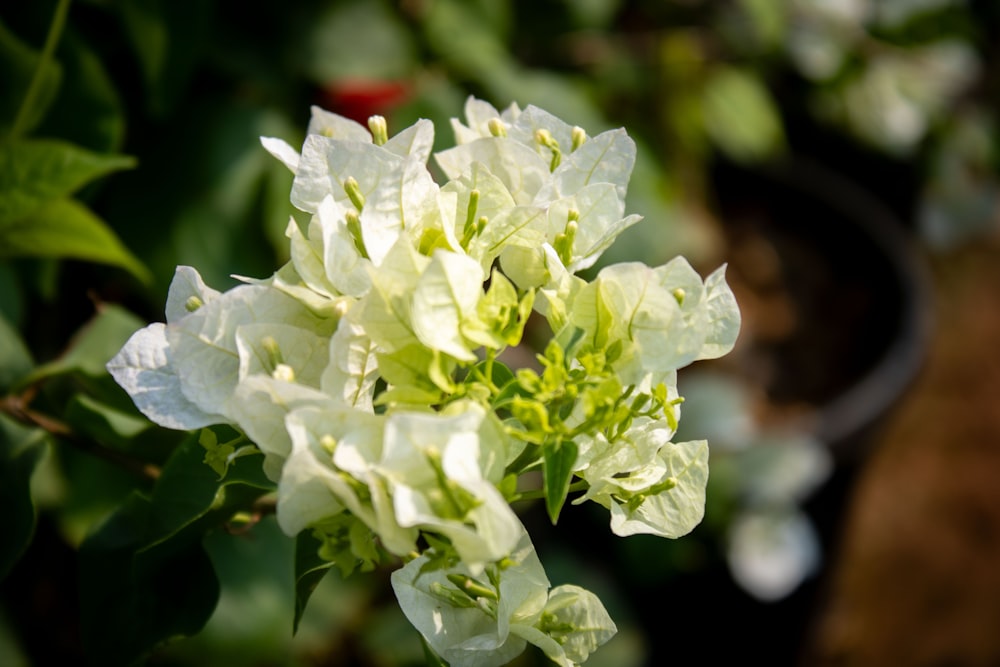 a close up of a white flower in a pot