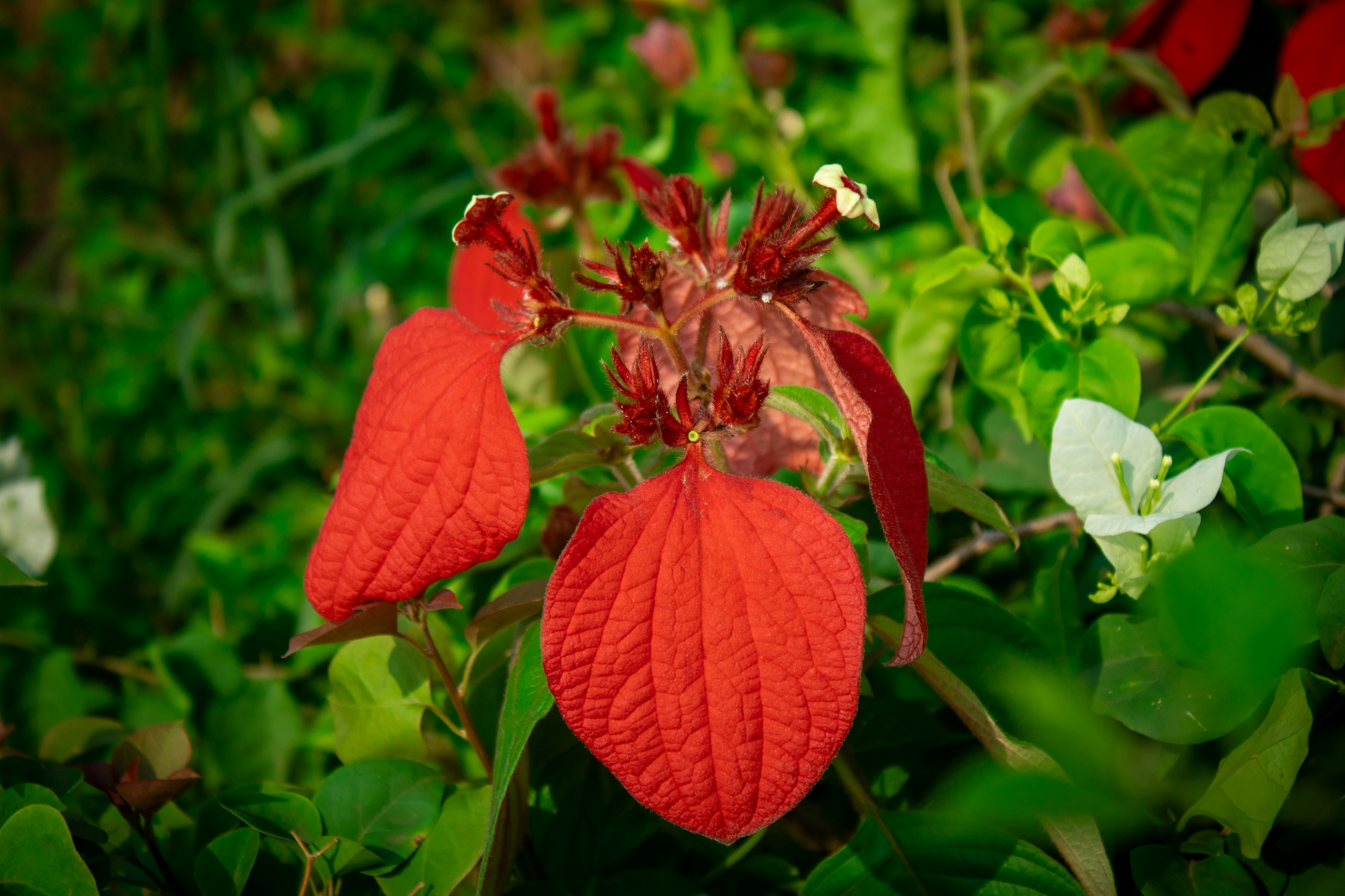 Photo by audumbar999