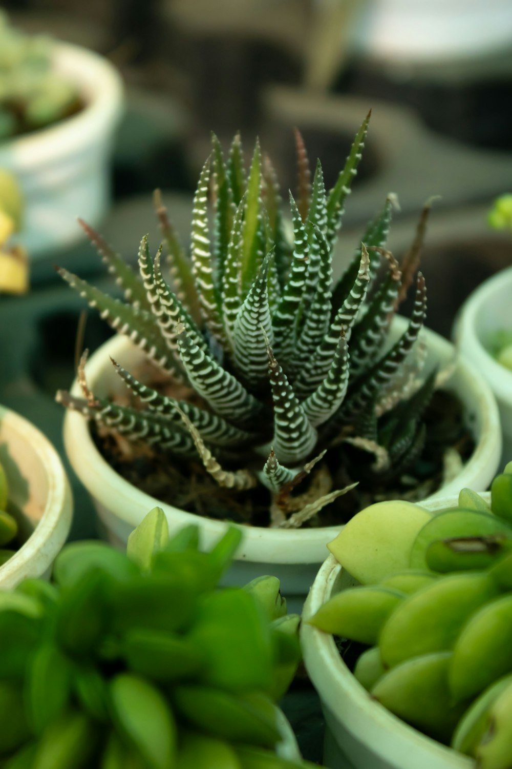 a close up of a plant in a pot on a table