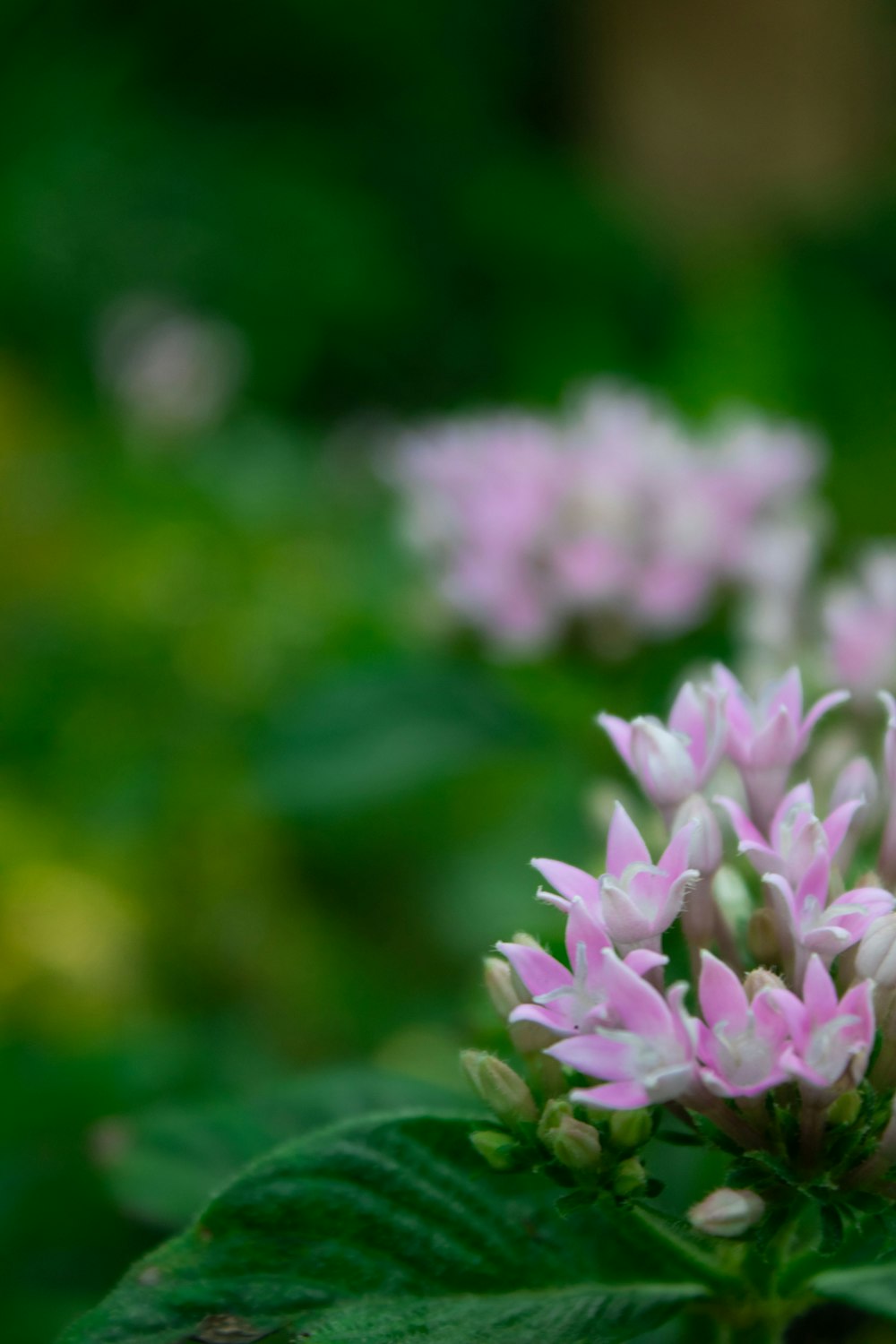 a close up of a pink flower with green leaves