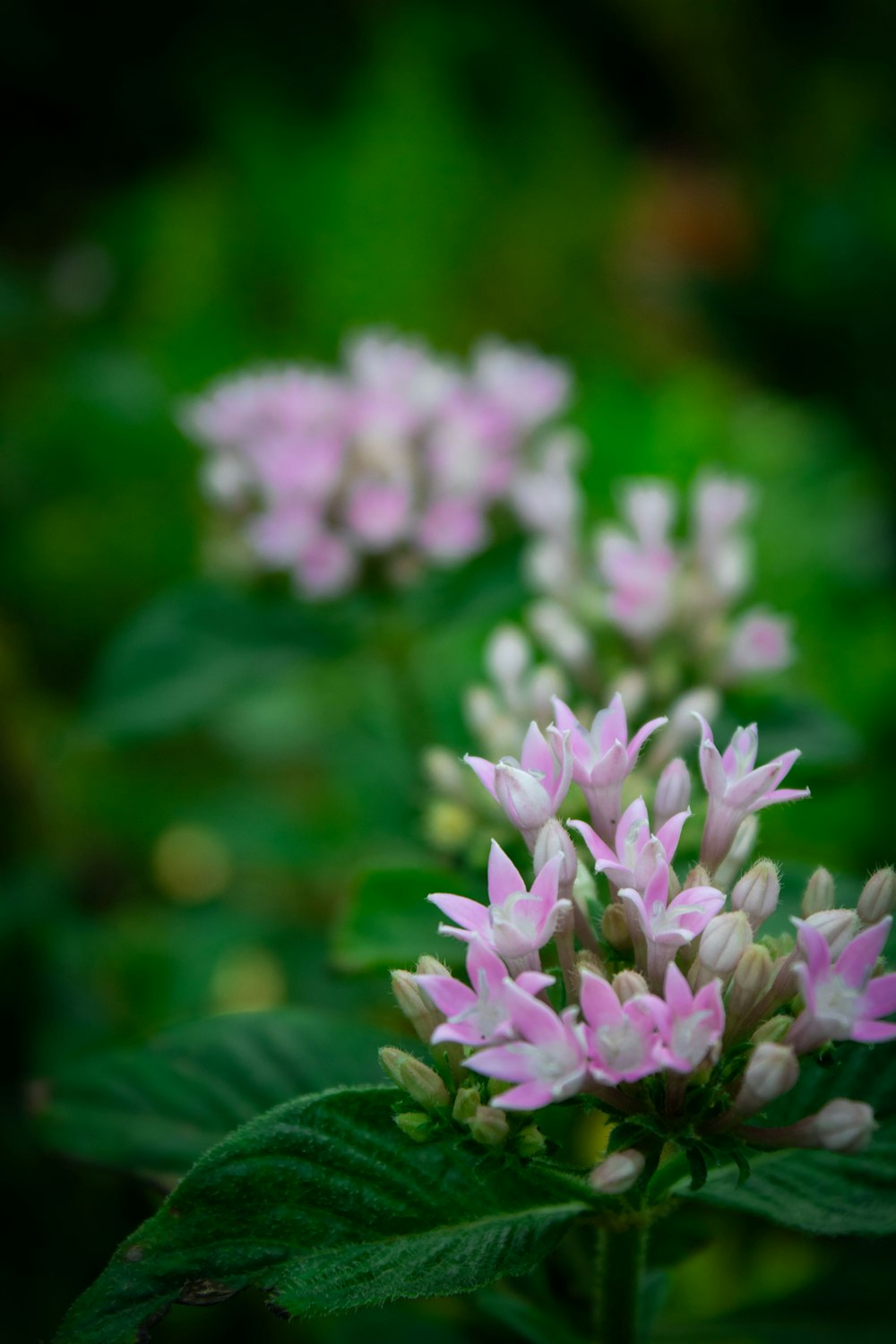 a close up of some pink and white flowers