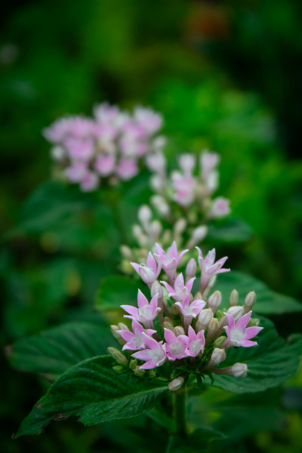 a bunch of pink and white flowers in a field