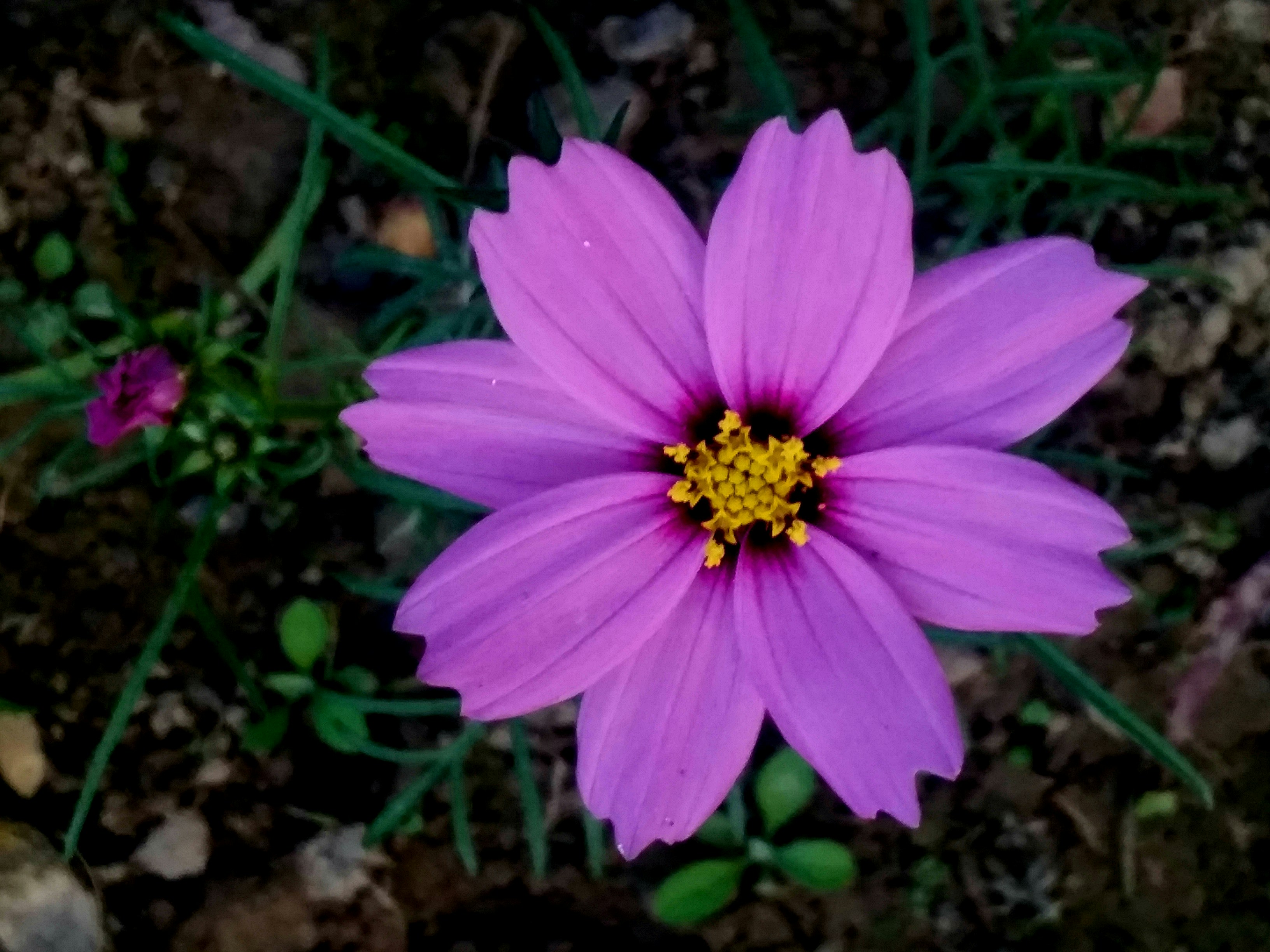 Photo by rupan_kurmi