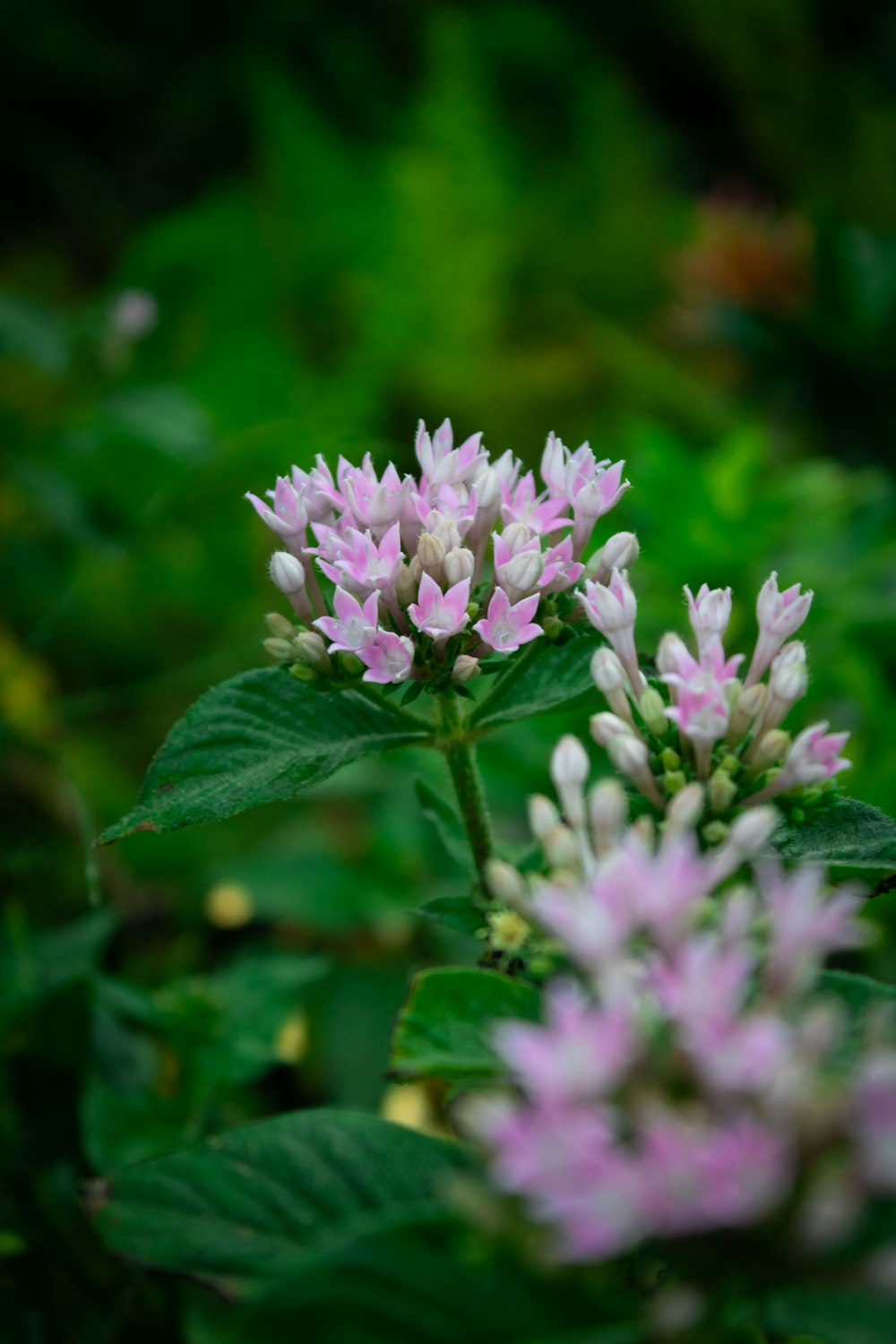 a close up of a pink flower with green leaves