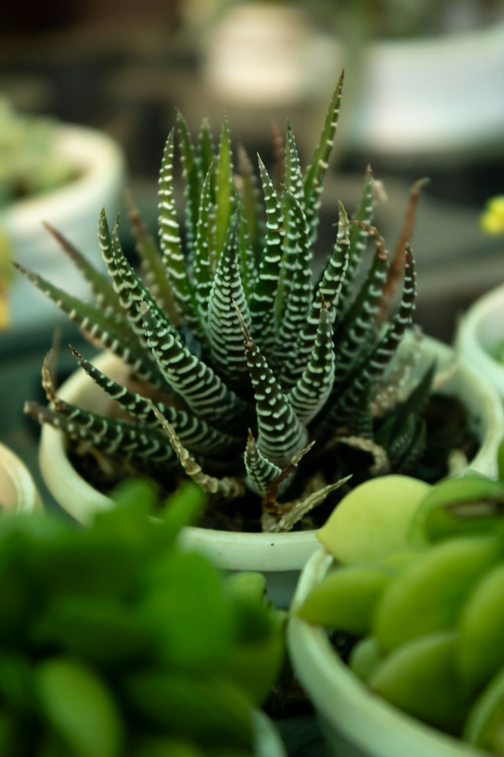 a close up of a plant in a pot on a table