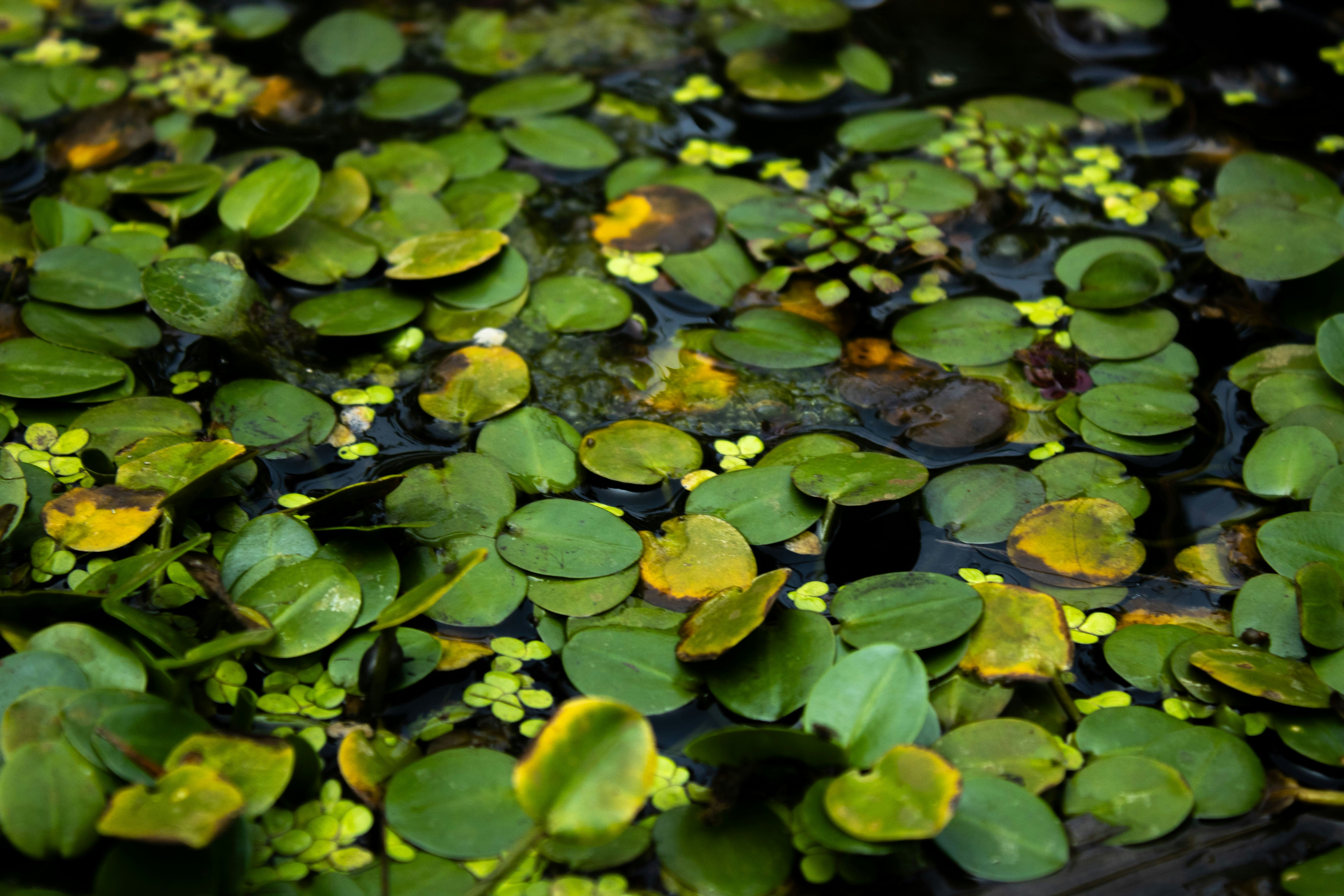 Photo by audumbar999