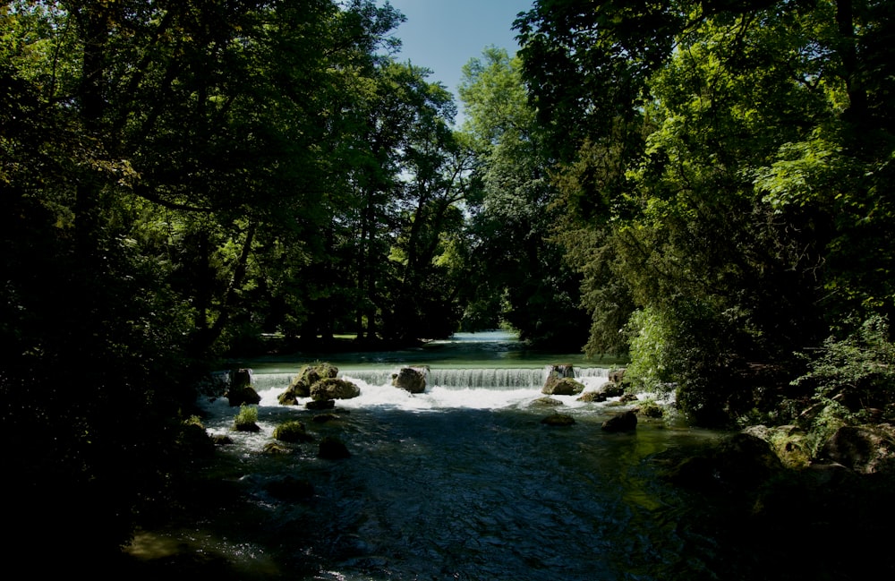 a river running through a lush green forest