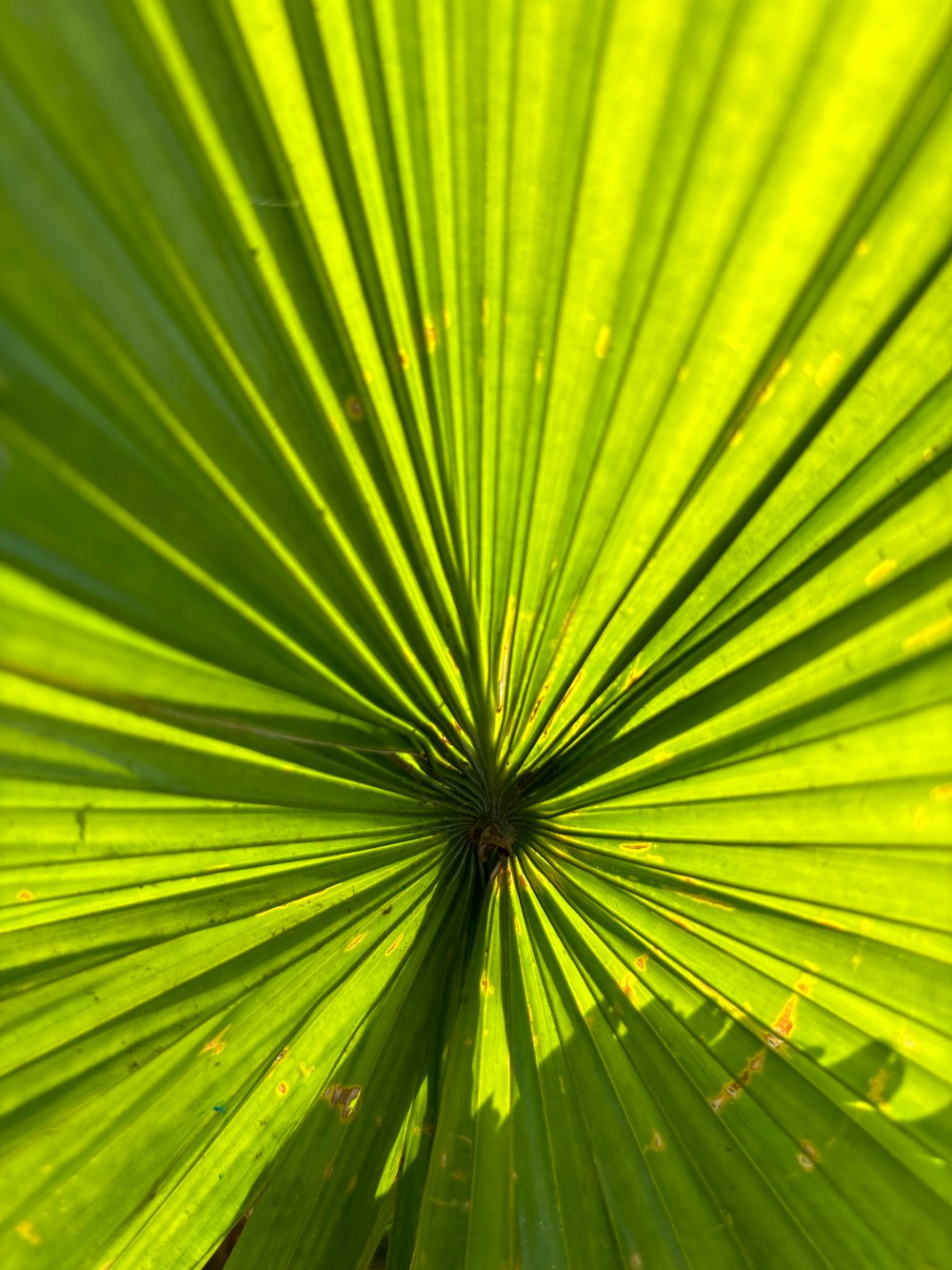a close up view of a large green leaf