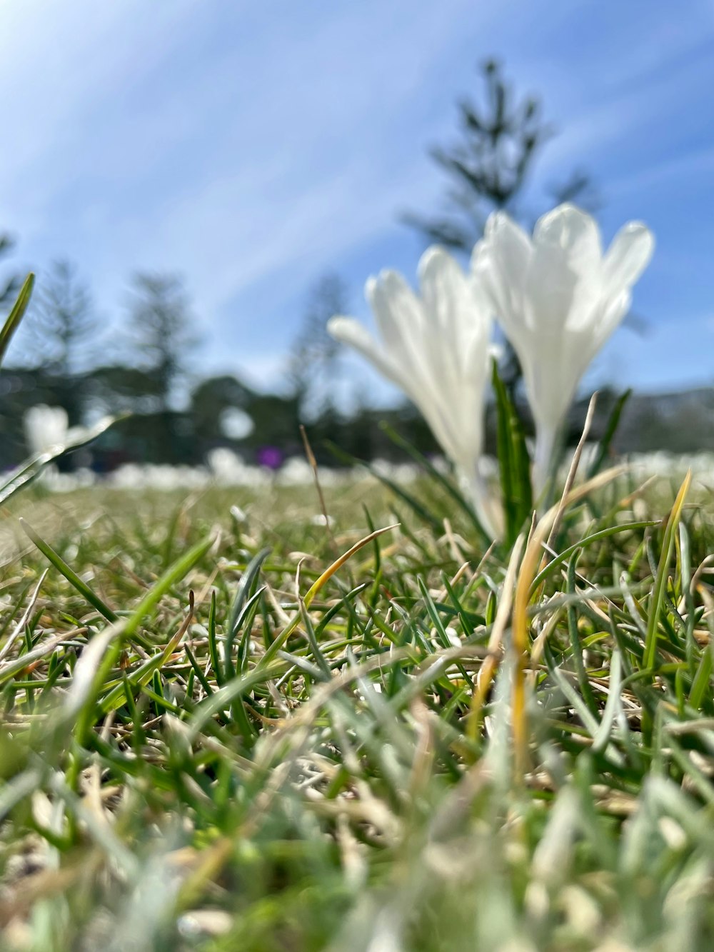 a couple of white flowers sitting on top of a lush green field