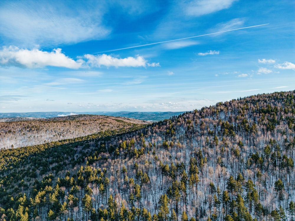 a scenic view of a forest with a blue sky in the background