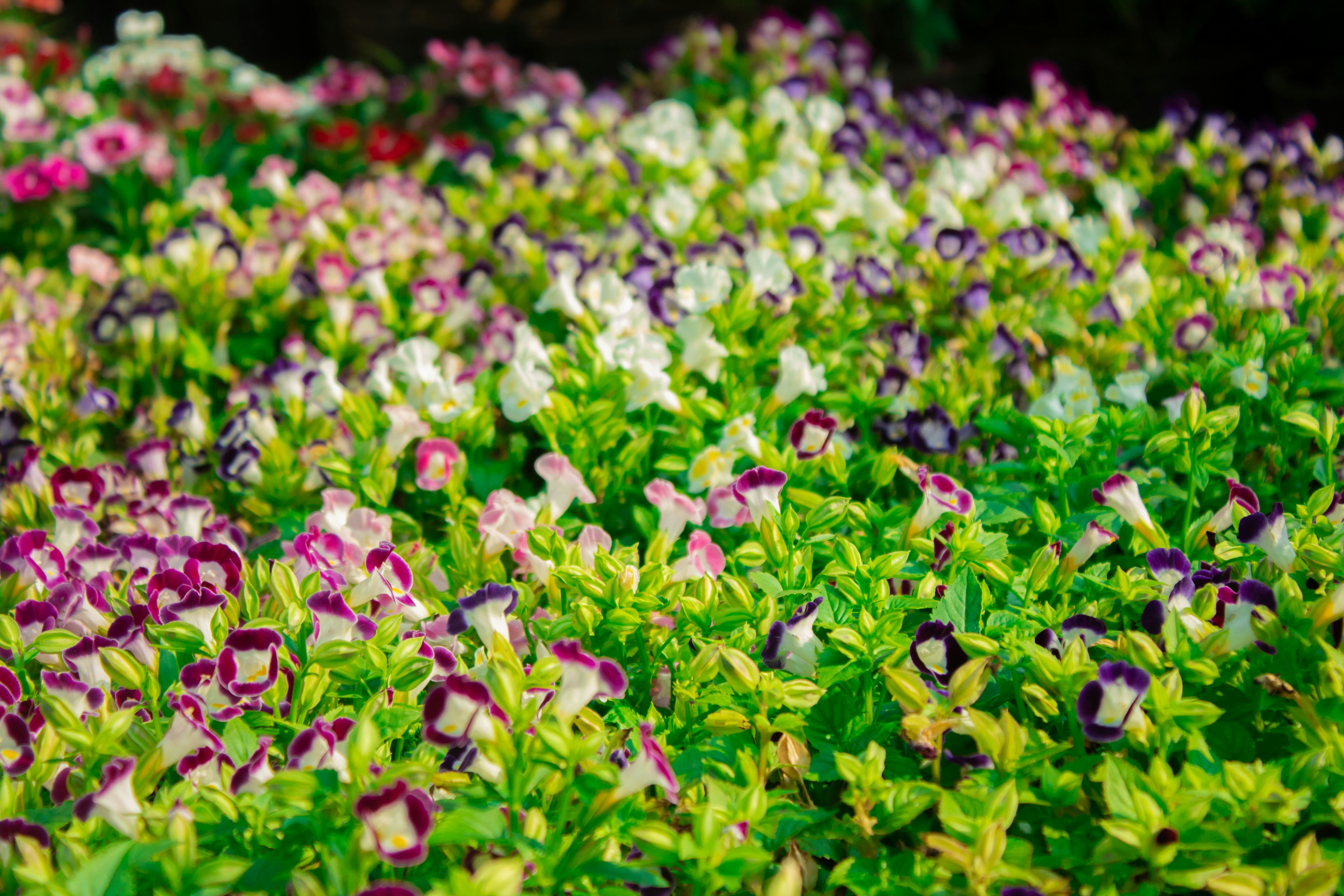 Photo by audumbar999