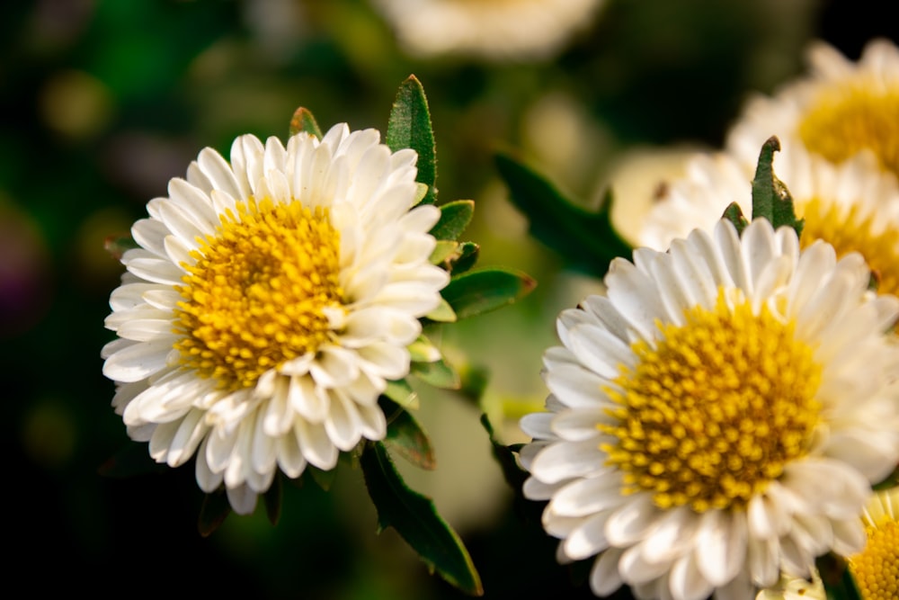 un gruppo di fiori bianchi e gialli con foglie verdi