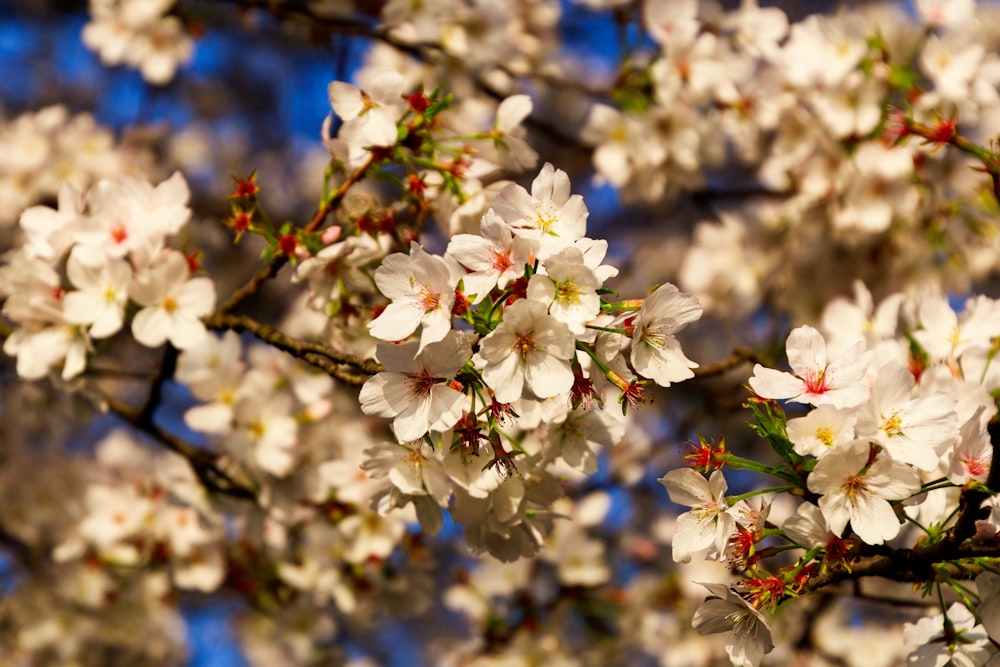 a close up of a tree with white flowers