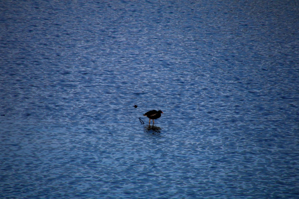 a bird is standing on a rock in the middle of the water