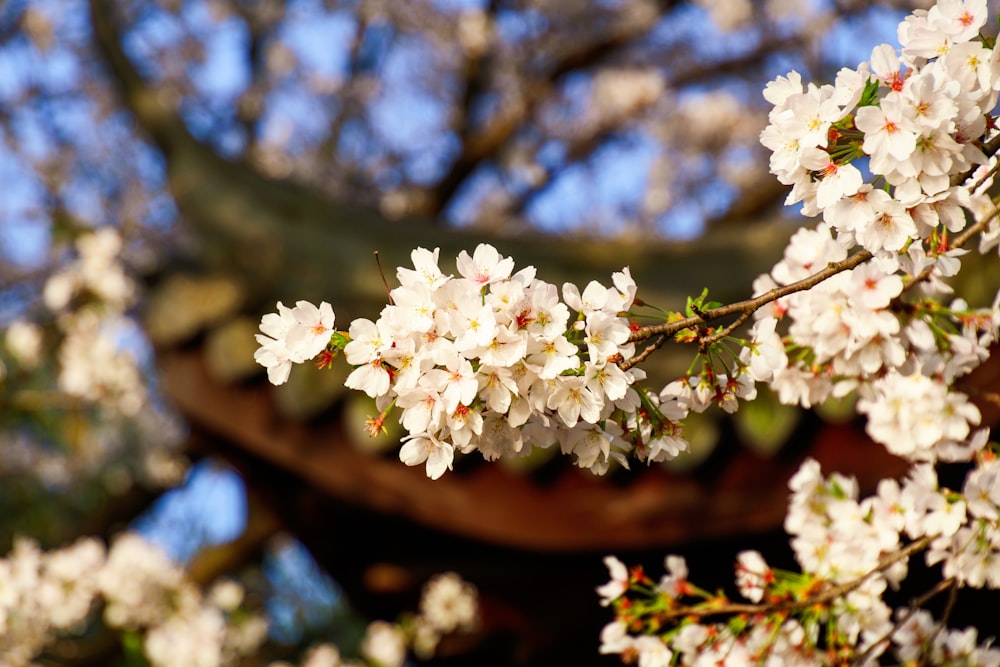 a close up of a tree with white flowers