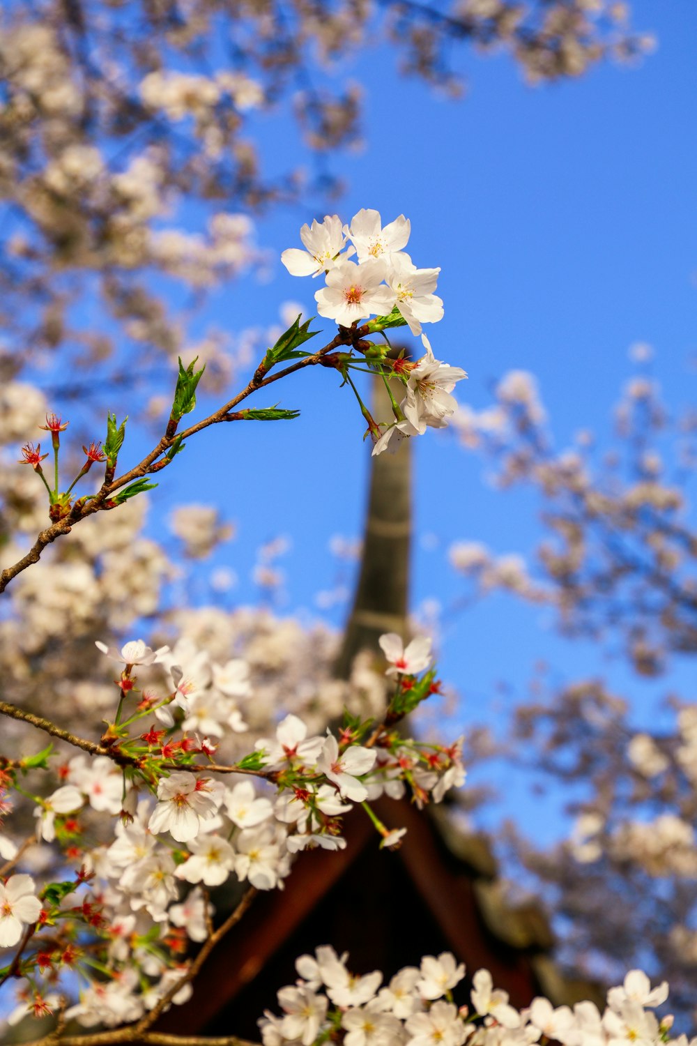 a tree with white flowers in front of a blue sky