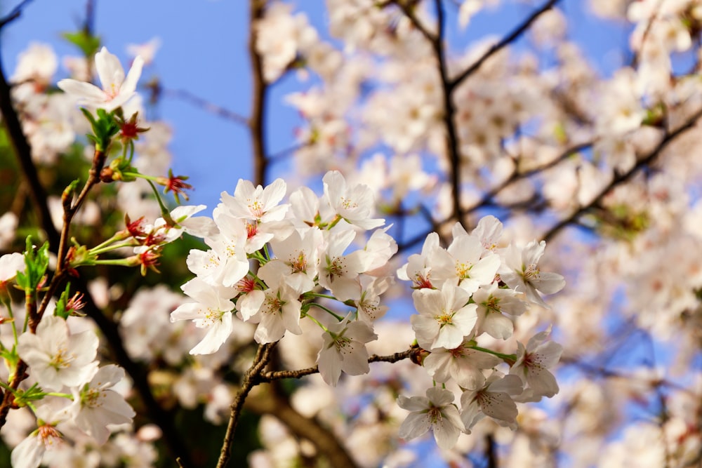 a branch of a tree with white flowers