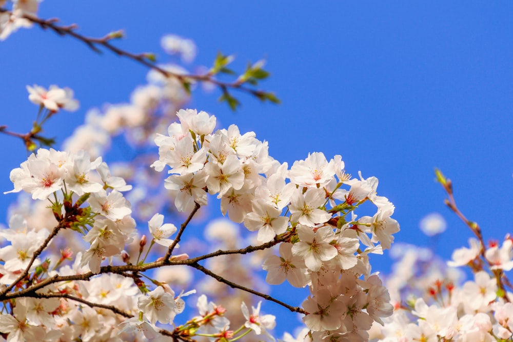 a tree with white flowers and a blue sky in the background