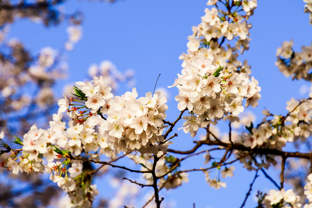 a tree with white flowers in the foreground and a blue sky in the background